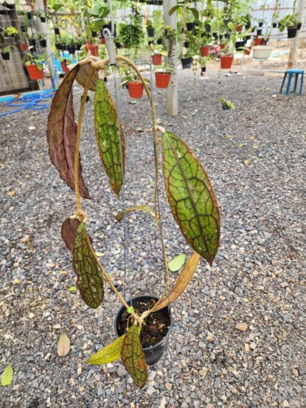 Хойя HN05 Hoya​ Clememsiorum​ Long​ Leaves​ and​ Red​ from​ Indonesia