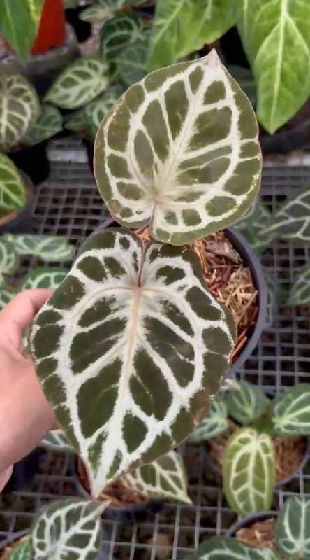 Антуриум §§71 Anthurium Purple Mystique Mutation