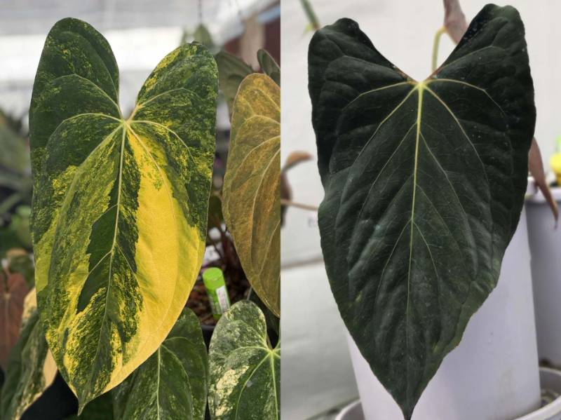 Антуриум G42 Anthurium (Papillilaminum var X Fort Sherman) X Ralph Lynam Dwane