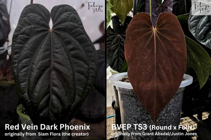 Антуриум TP42 Anthurium RVDP X BVEP TS3