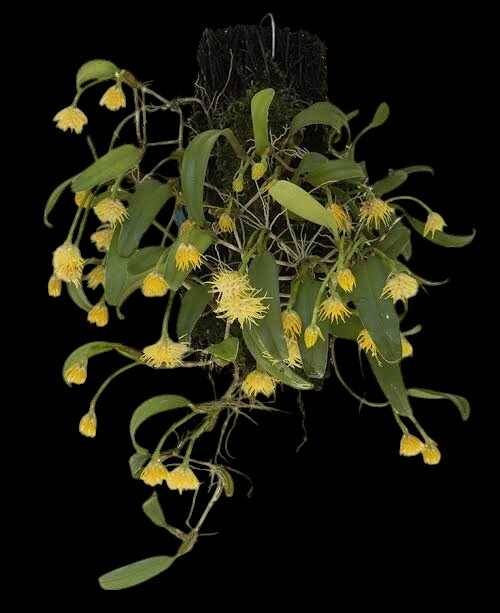 Орхидея FS33 Bulbophyllum odoratissimum
