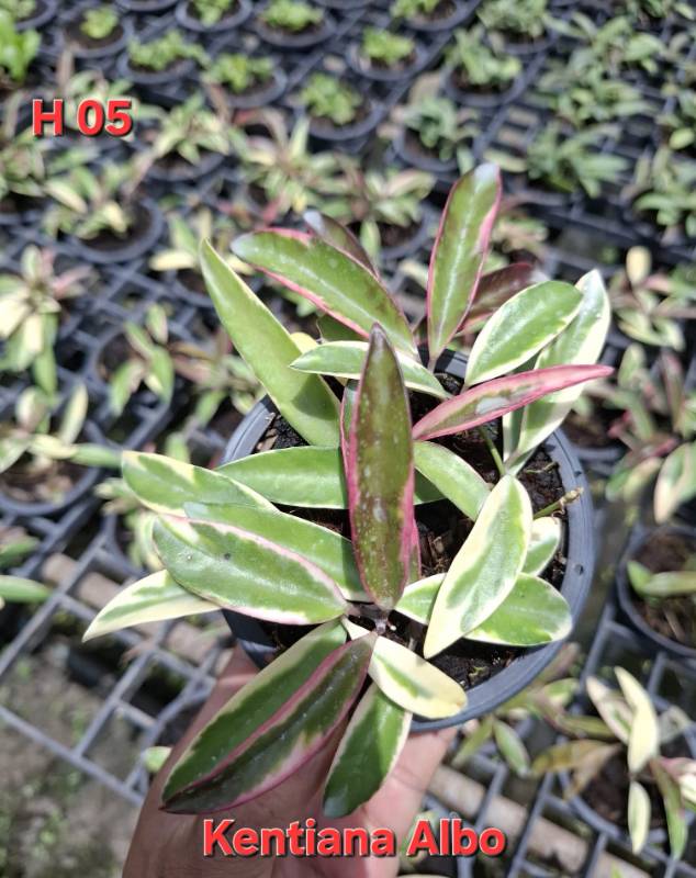 Хойя H05 Hoya kentiana albo