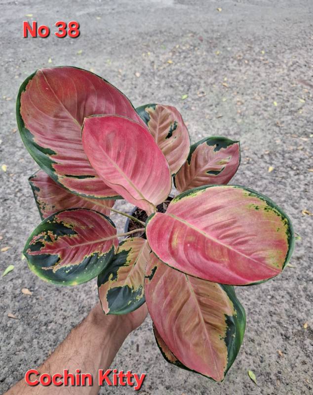 Аглаонема 38 Aglaonema Cochin Kitty