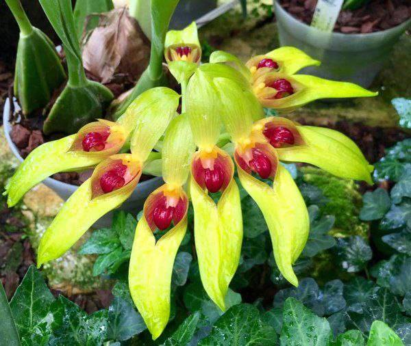 Орхидея FS21 Bulbophyllum graveolens