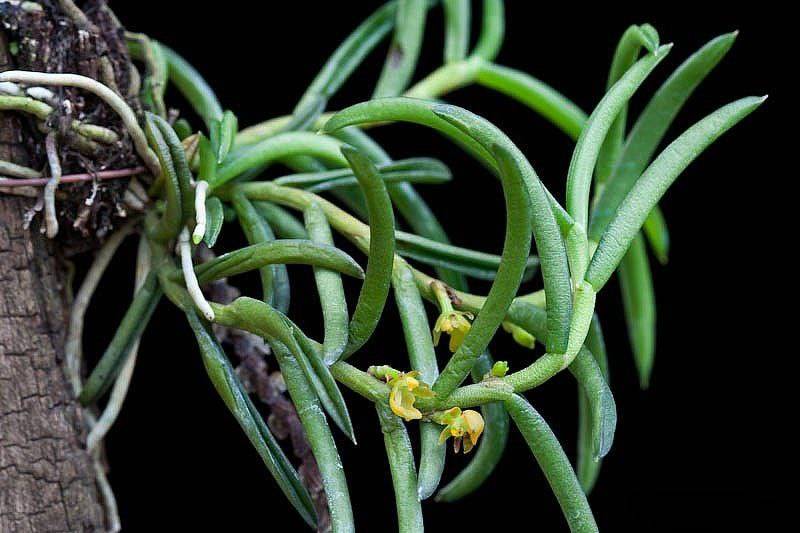 Орхидея FS01 Adenoncos parviflora