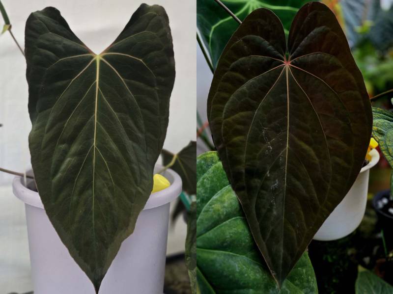 Антуриум 4G05 Anthurium (Antolakii X RVDP) X Ralph Lynam Dwane