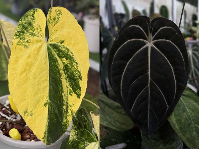 Антуриум 4G52 Anthurium Papililaminum var X (Carlablackiae X AOS Tezula)