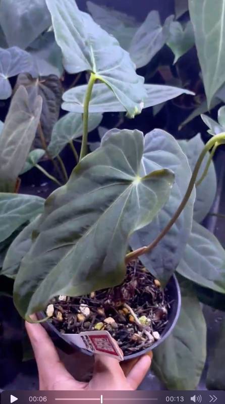 Антуриум §§87 Anthurium RLFS x Papillilaminum RG Mr. Breed