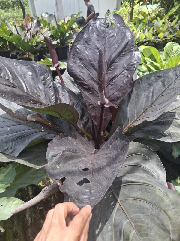 Антуриум 4S02 Anthurium Renessans (Siam) variegated seeds