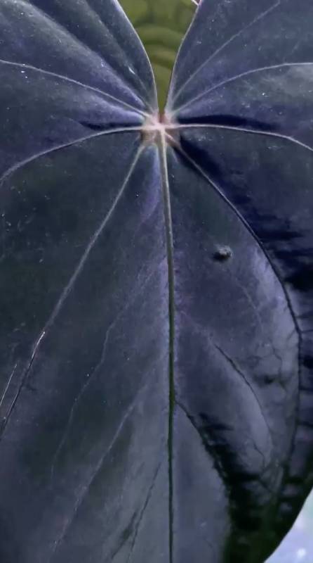 Антуриум §§81 Anthurium Metallic Cyclone