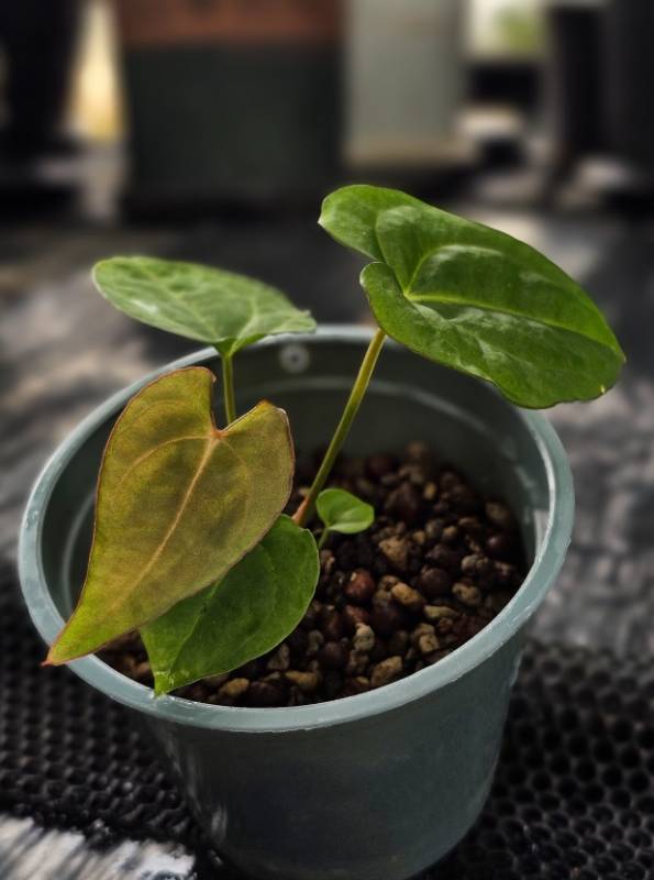 Антуриум TP46 Anthurium (AOS Tezula df X Dressleri RG) X Carlablackiae TS1
