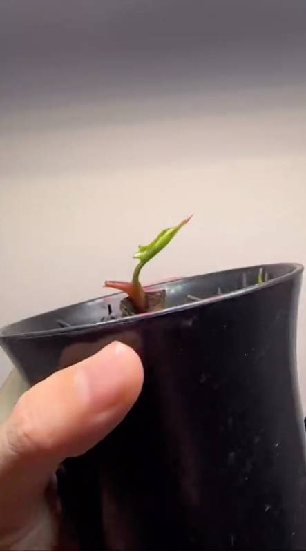 Антуриум §§90 Anthurium Chocolate x RC Clone