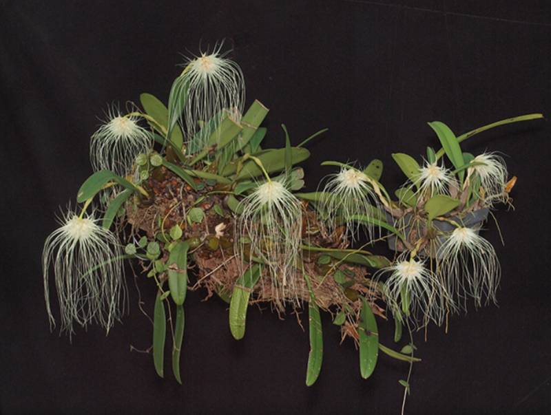 Орхидея FS30 Bulbophyllum medusae