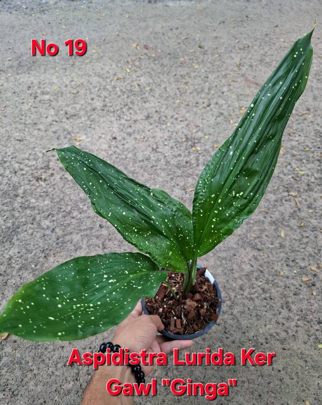 Аспидистра 19 Aspidistra Lurida Ker Gawl