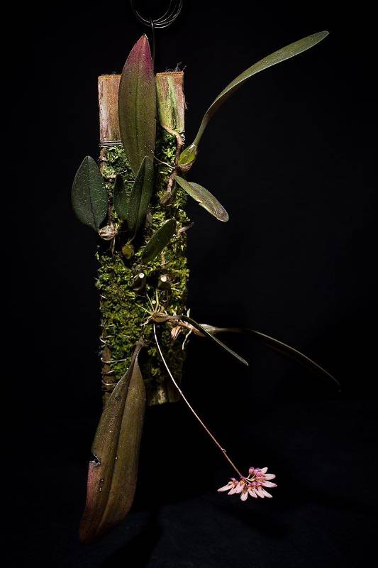 Орхидея FS12 Bulbophyllum dentiferum
