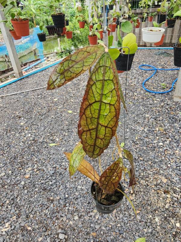 Хойя HN05 Hoya​ Clememsiorum​ Long​ Leaves​ and​ Red​ from​ Indonesia