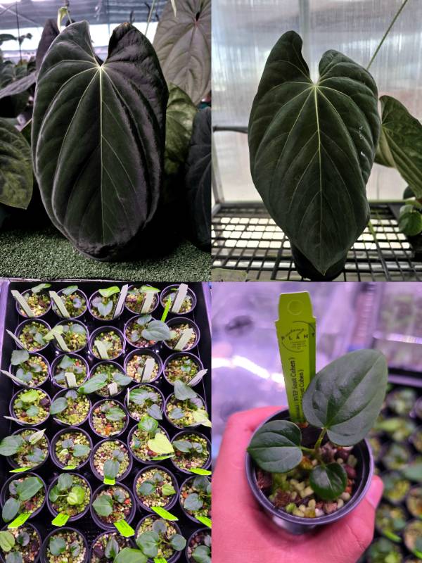 Антуриум 4G85 Anthurium Antolakii X Antolakii (BVEP Scott Cohen)