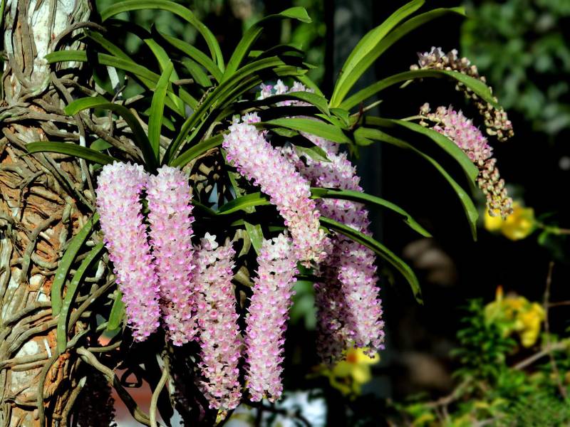 Орхидея FS117 Rhynchostylis retusa