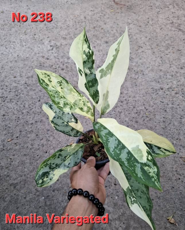 Аглаонема 238 Aglaonema Manila variegated