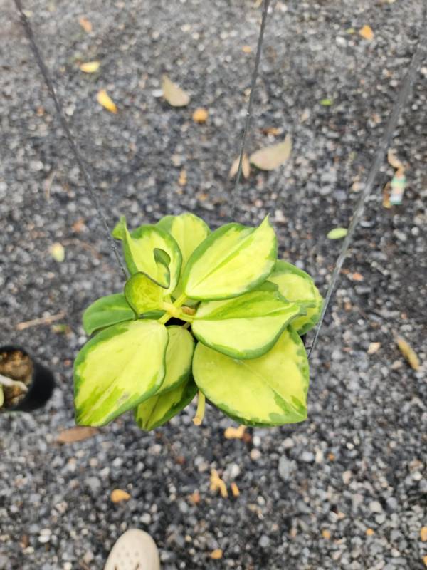Хойя HN16 Hoya​ Pachyclada​ inner​ variagted