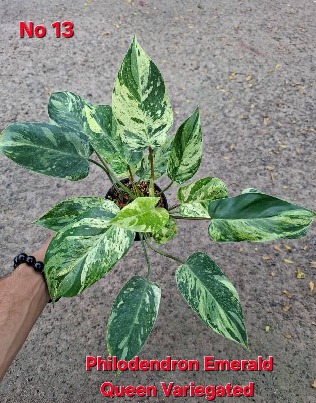 Филодендрон 13 Philodendron Emerald Queen variegated