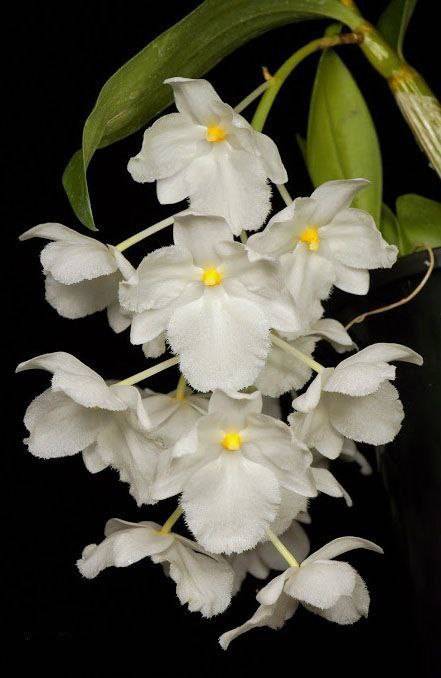 Орхидея FS142 Dendrobium farmeri var. alba
