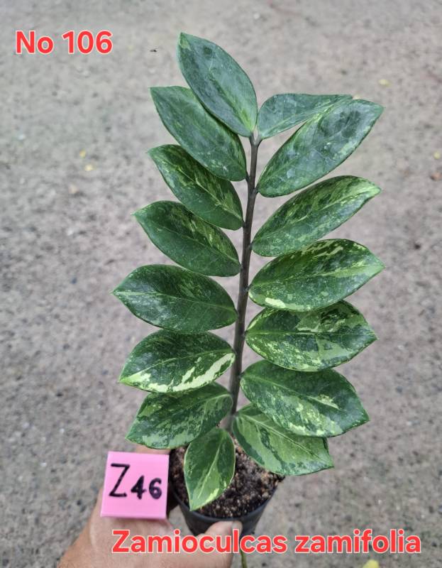 Замиокулькас 106 Zamioculcas zamifolia Z46