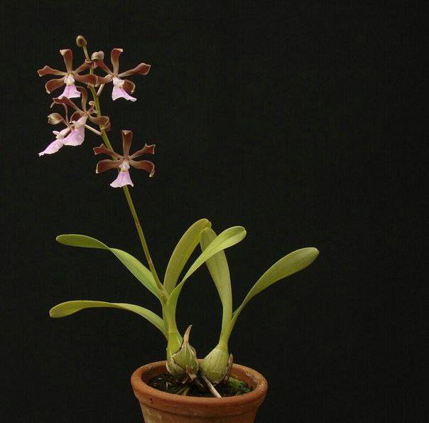 Орхидея FS90 Encyclia alata