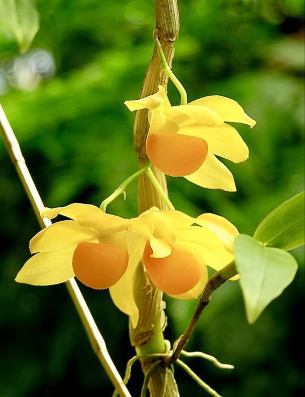 Орхидея FS138 Dendrobium chrysocrepis