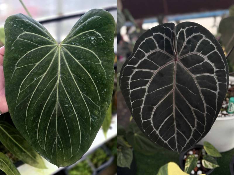 Антуриум G11 Anthurium KOS butterfly X Michelle purple