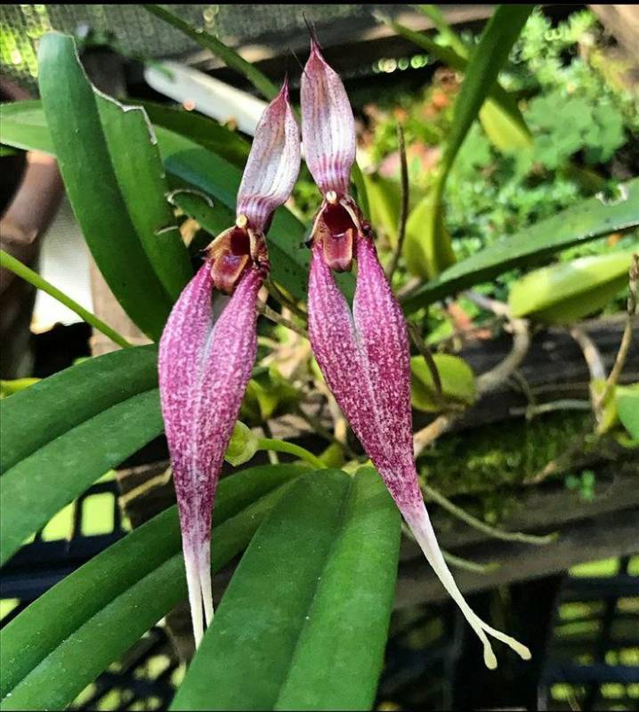 Орхидея FS09 Bulbophyllum biflorum