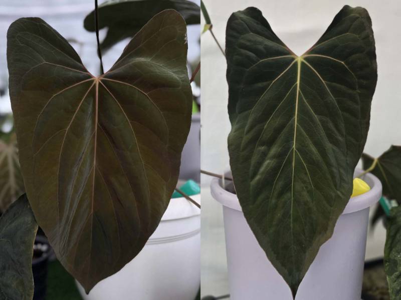 Антуриум 4G49 Anthurium (Ralph Lynam X Fort Sherman) Dwane X Ralph Lynam Dwane