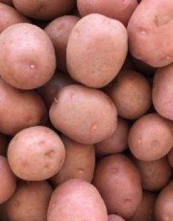 Bataka - બટાકા (LR/Wafer)