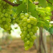 green grapes