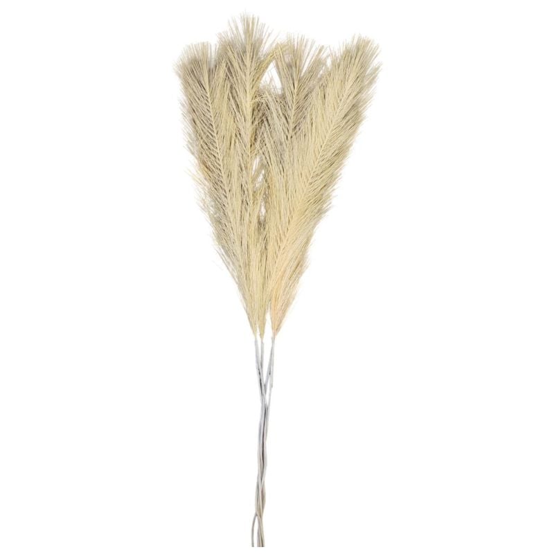 (TPM-1377) New Pampass Grass