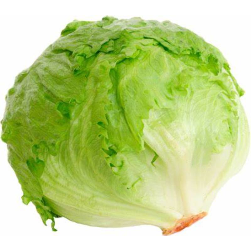 LECHUGA