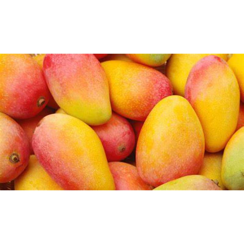 MANGOS DE TEMPORADA