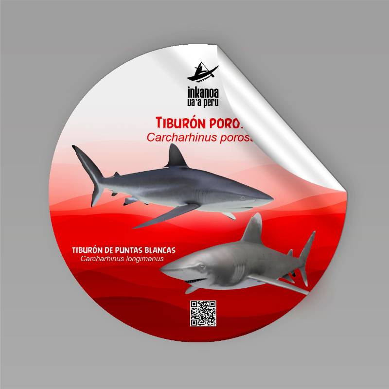 Sticker Tiburon Punta Blanca y Poroso