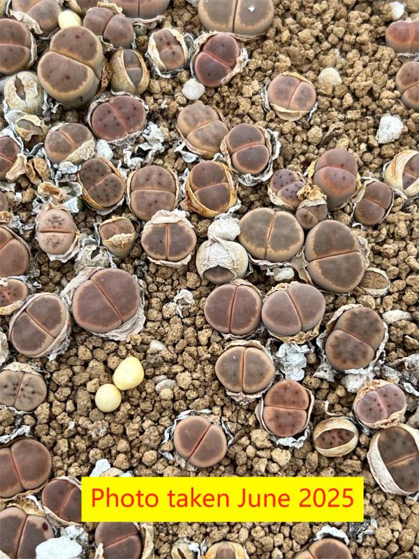 Lithops dinteri  ssp. dintteri v. brevis C84