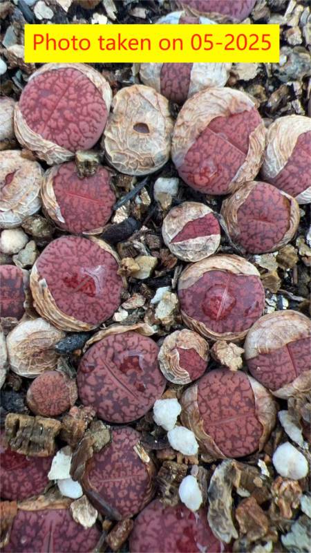 L.  aucampiae  ssp. aucampiae v. aucampiae ' Rudesheim Ruby  ' - Firebrandt