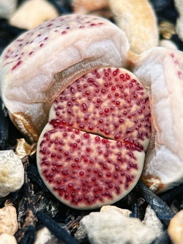 pink verruculosas