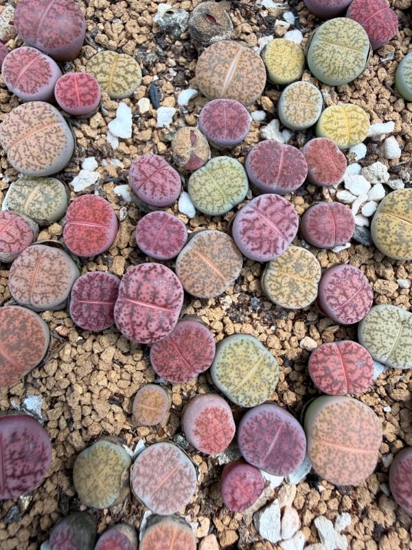 Dinteranthus X Lithops  lesliei - Hybrid.    Colorful collection