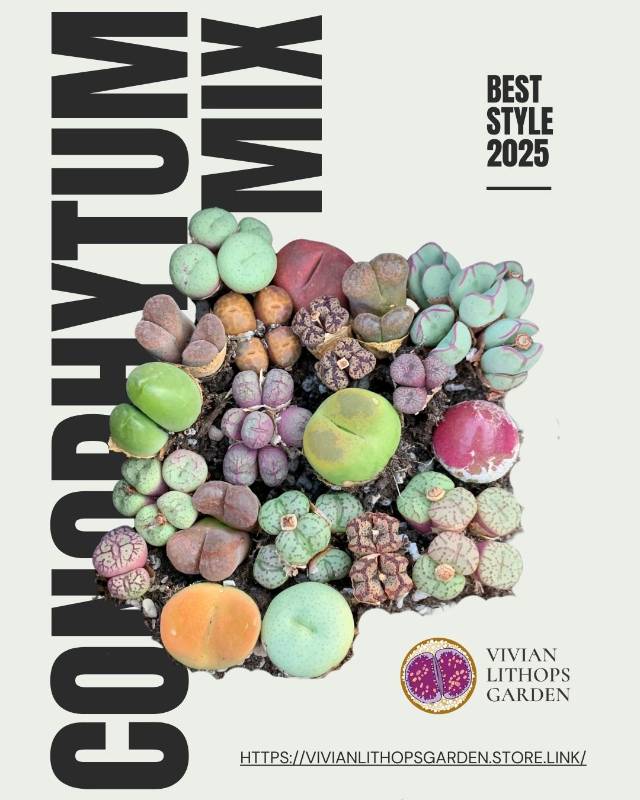 Discover 20 Beautiful Succulents for Beginners (20 pcs)