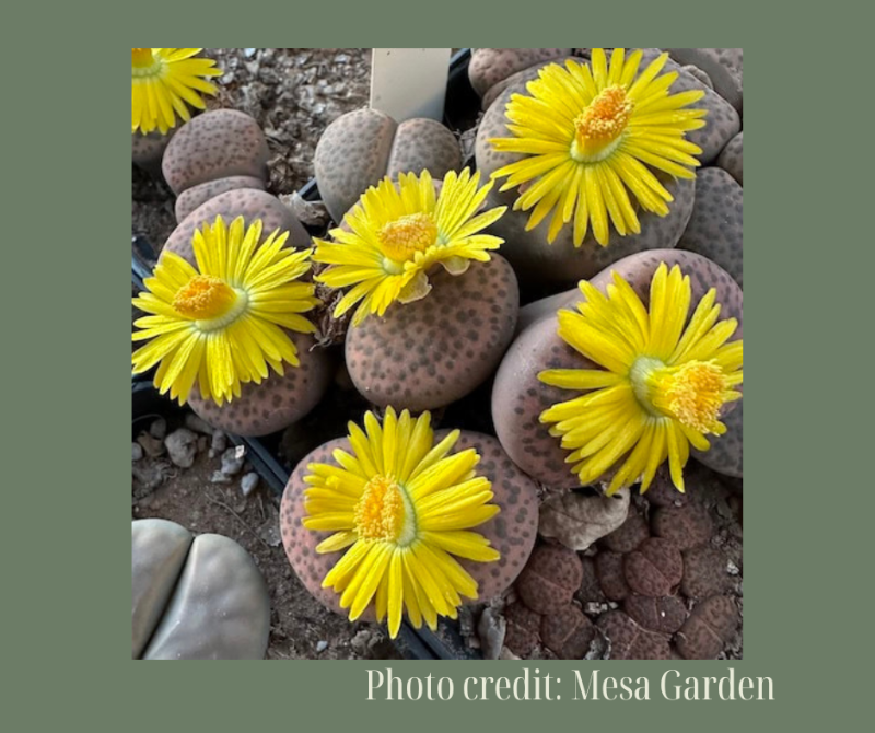 L. fulviceps v. fulviceps C266微纹 1590 -Seeds capsule (estimate: at least 200 pcs seeds)