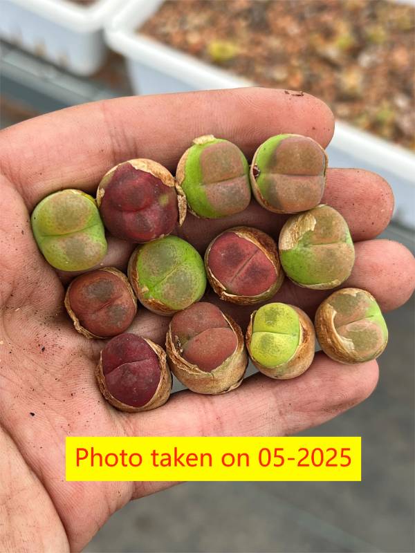 Conophytum. Maughanii per pc (5+ years plant)