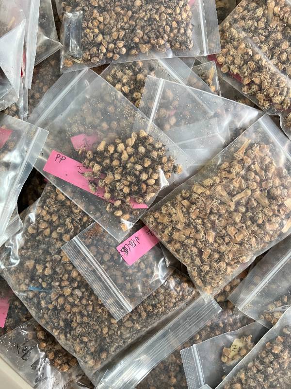Special order for Balazs -  1000 pcs of lithops seed mix