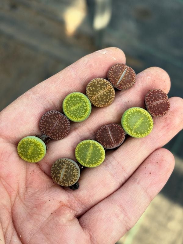 Colorful Lithops aucampiae 10-Pack