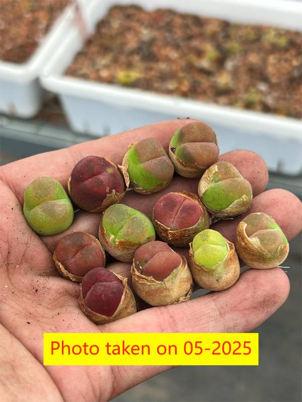 Conophytum. Maughanii per pc (5+ years plant)