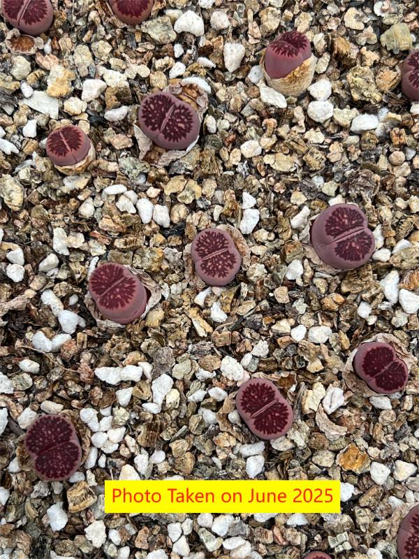 Lithops  'Kikukaseki  Purple (BEST SELECTED)