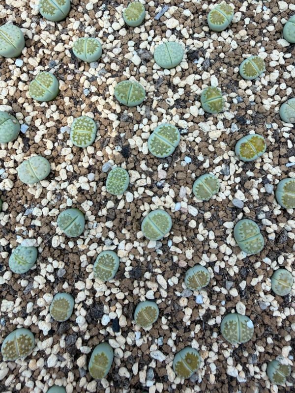 Lithops Julii Hybrid — Frosted Creamy Green